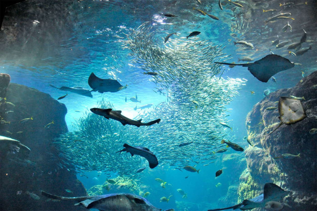 新江ノ島水族館